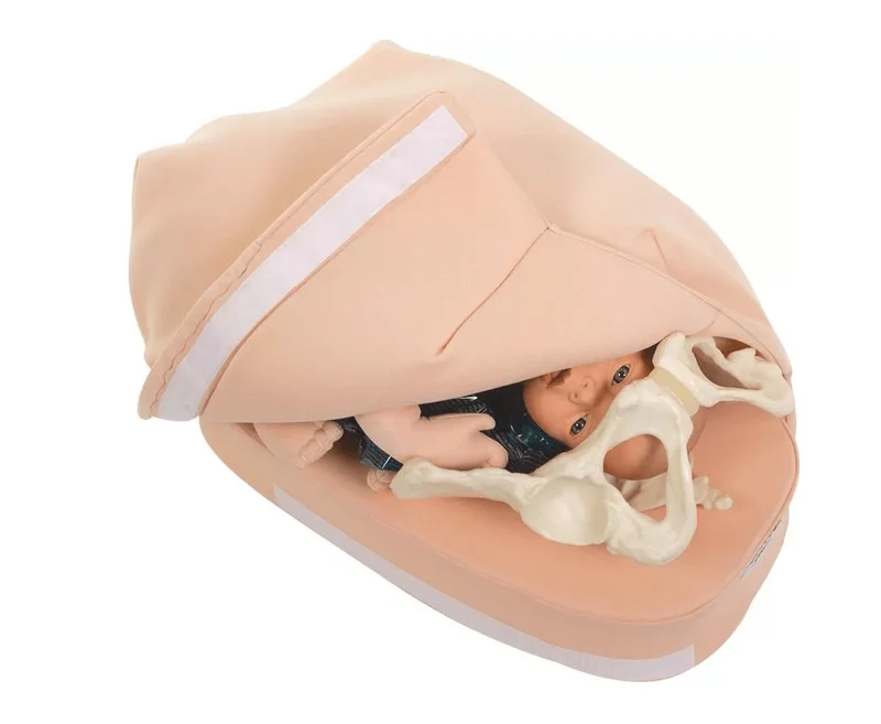 Modellset abdominale Palpation