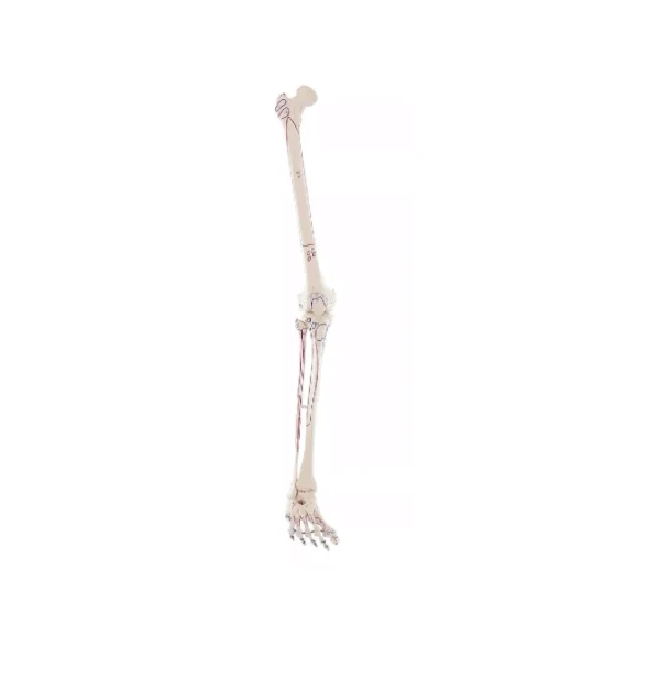 Beinskelett mit Muskelmarkierung