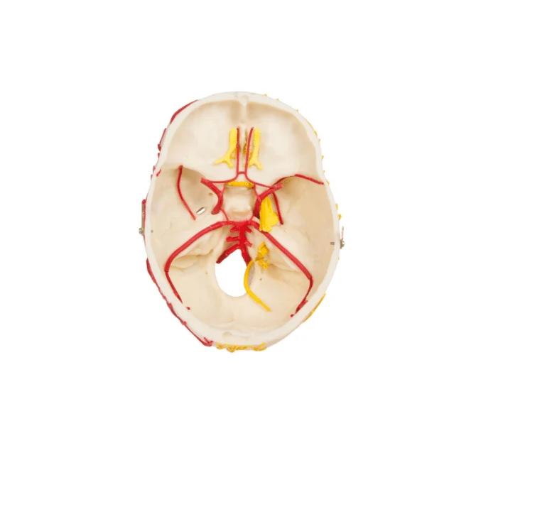 Neurovaskuläres Schädelmodell mit Gehirn zerlegbar