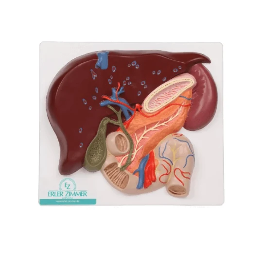 Leber mit Gallenblase, Pankreas und Duodenum