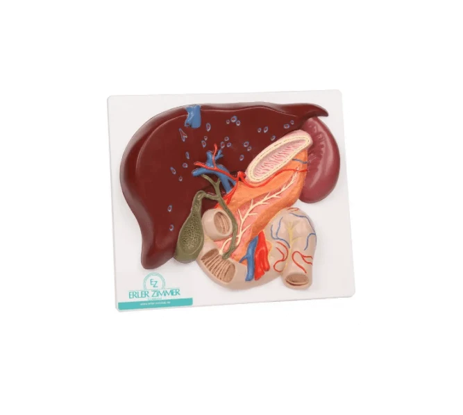 Leber mit Gallenblase, Pankreas und Duodenum
