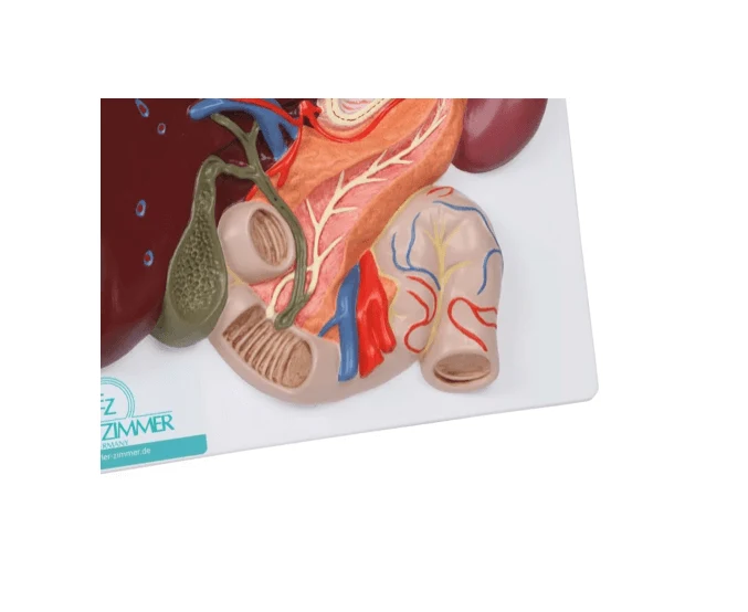 Leber mit Gallenblase, Pankreas und Duodenum