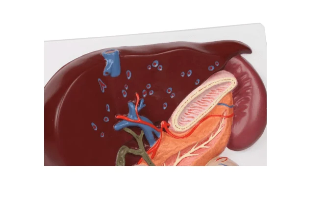 Leber mit Gallenblase, Pankreas und Duodenum