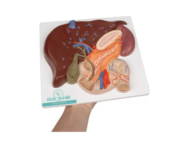 Leber mit Gallenblase, Pankreas und Duodenum