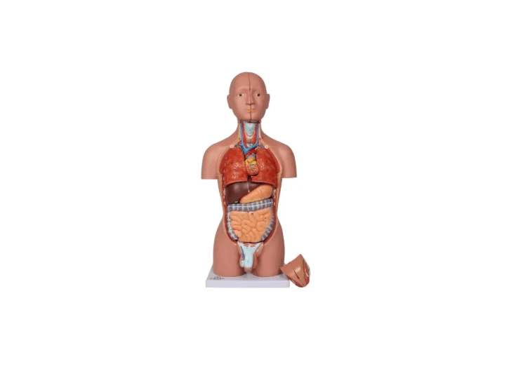 Torso-Modell – ½ natürlicher Größe, mit Organen & Geschlechtsapparaten