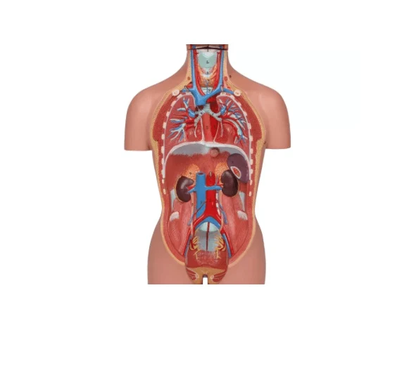 Torso-Modell – ½ natürlicher Größe, mit Organen & Geschlechtsapparaten