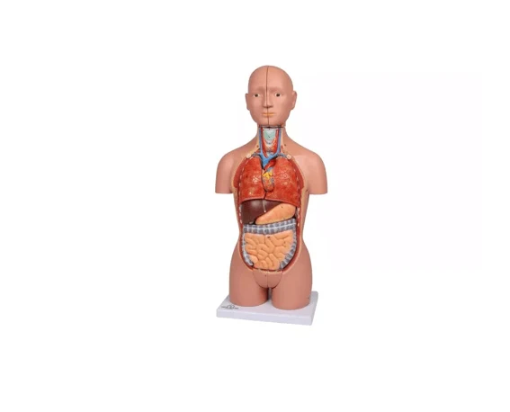 Torso-Modell – ½ natürlicher Größe, mit Organen & Geschlechtsapparaten