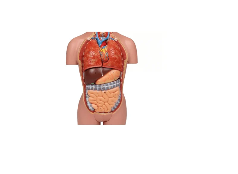 Torso-Modell – ½ natürlicher Größe, mit Organen & Geschlechtsapparaten