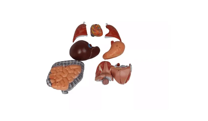 Torso-Modell – ½ natürlicher Größe, mit Organen & Geschlechtsapparaten