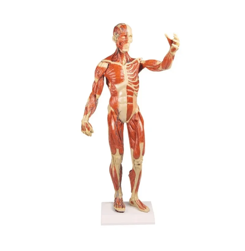 Muskelfigur, 1/3 natürliche GrößeMuskelfigur, 1/3 natürliche Größe