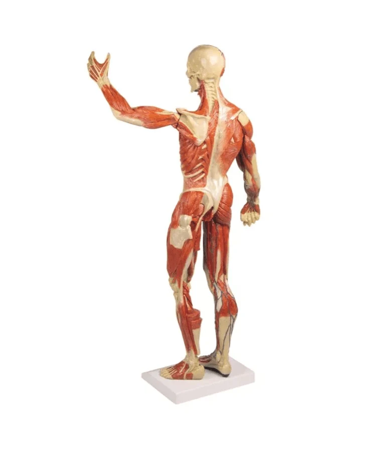 Muskelfigur, 1/3 natürliche GrößeMuskelfigur, 1/3 natürliche Größe