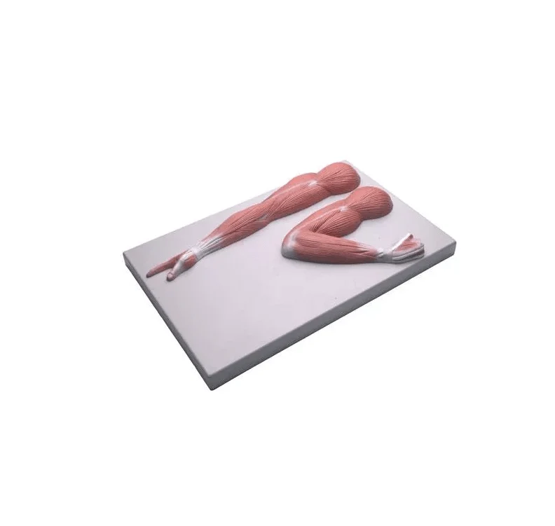 Armmuskulatur