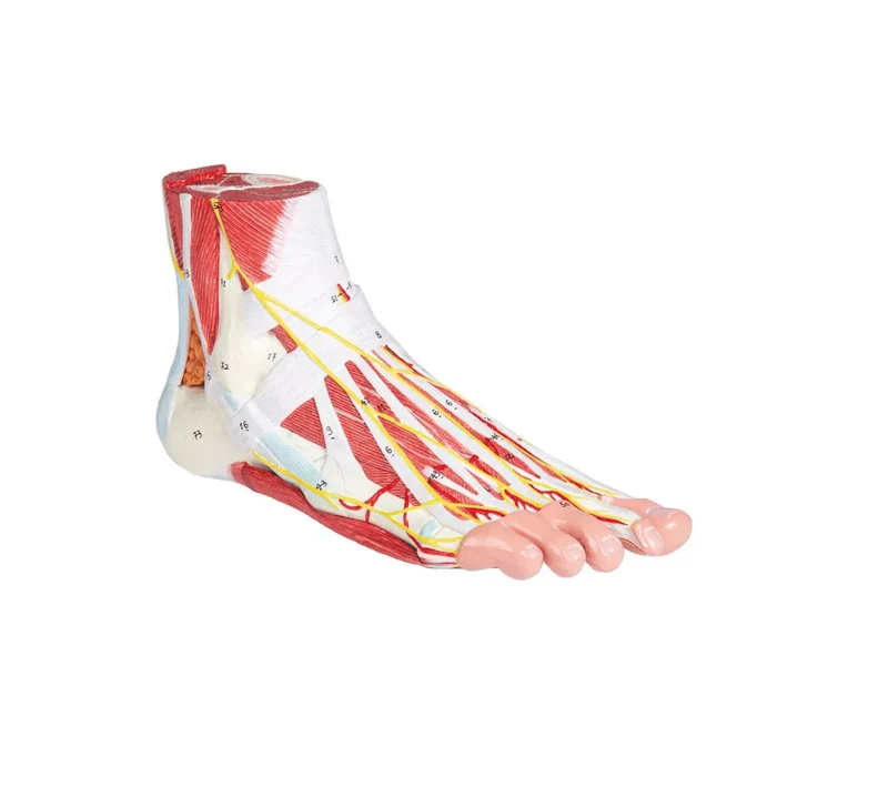 Anatomie des Fußes, 9-teilig