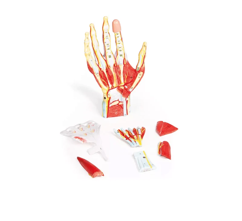Anatomie der Hand, 7-teilig