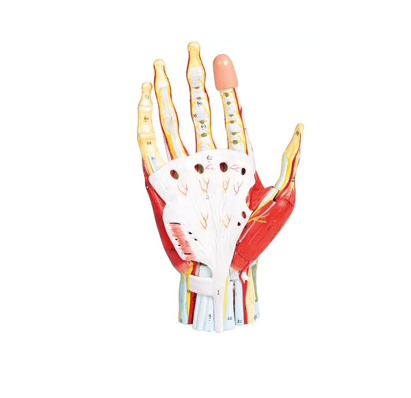 Anatomie der Hand, 7-teilig