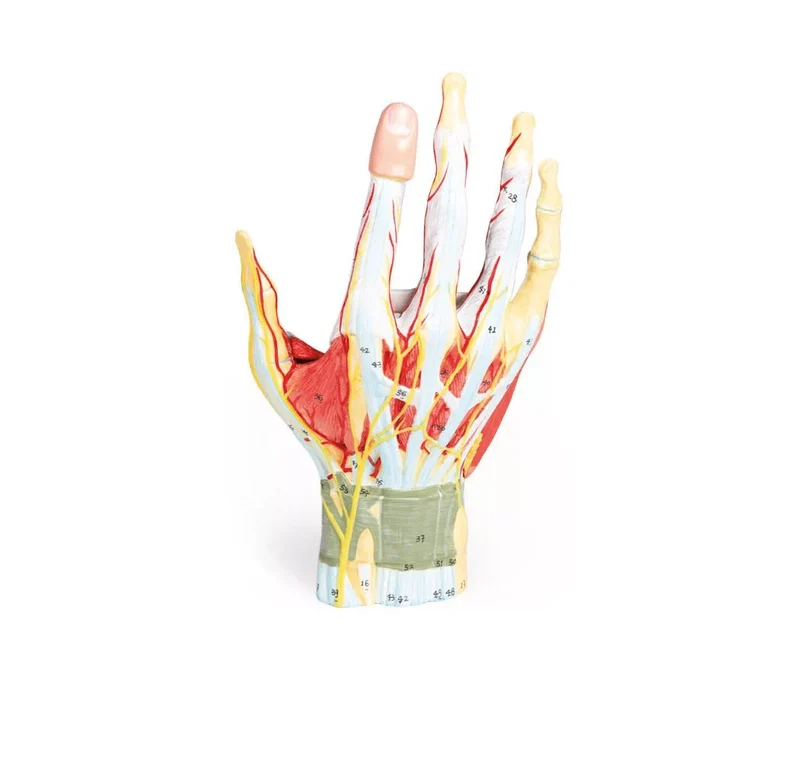 Anatomie der Hand, 7-teilig
