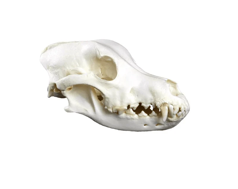 Hundeschädel Replik Canis familiaris 21,5 cm