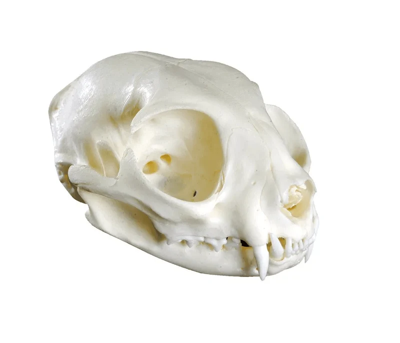 Hundeschädel Replik Canis familiaris 21,5 cm