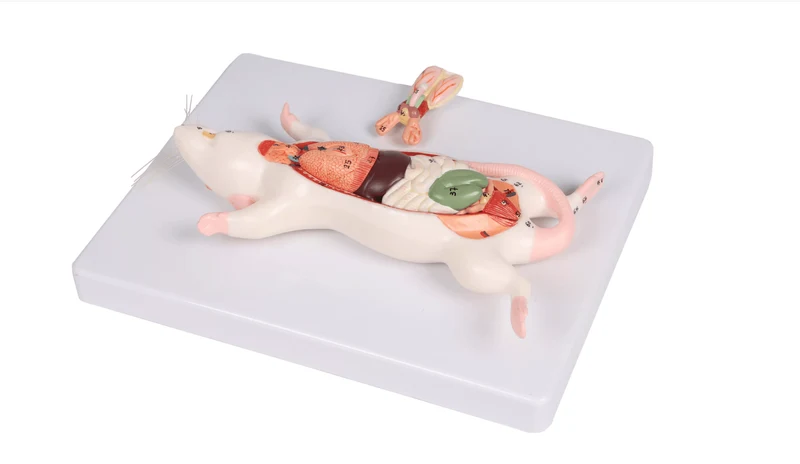 Ratten Dissektionsmodell lebensgroß 6-teilig