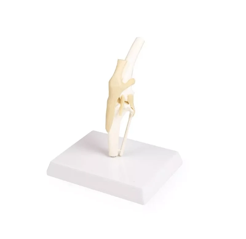 Hundeknie Anatomiemodell mittelgroß