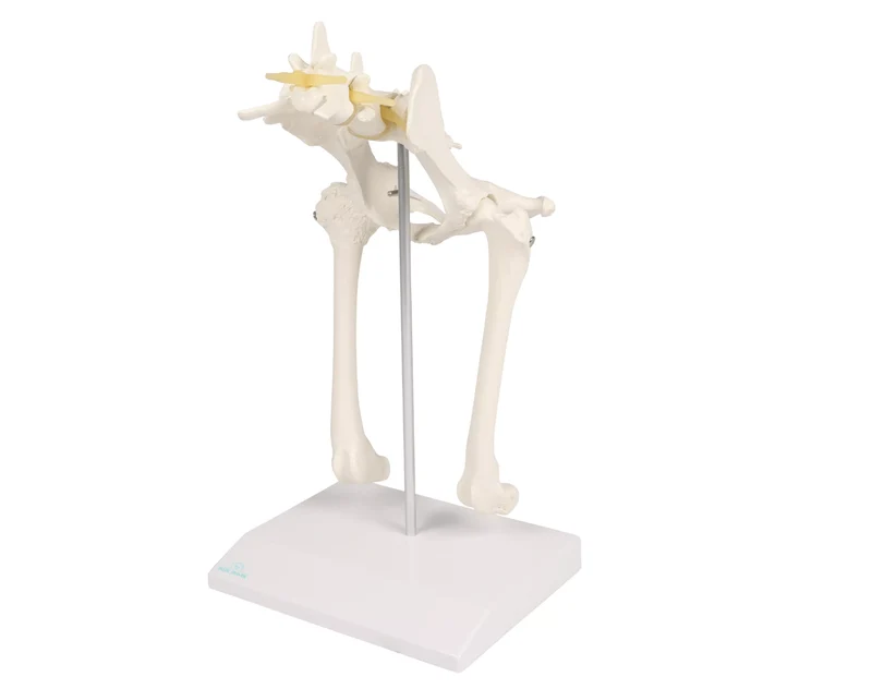 Hundehüftgelenk Modell gesund & arthrotisch