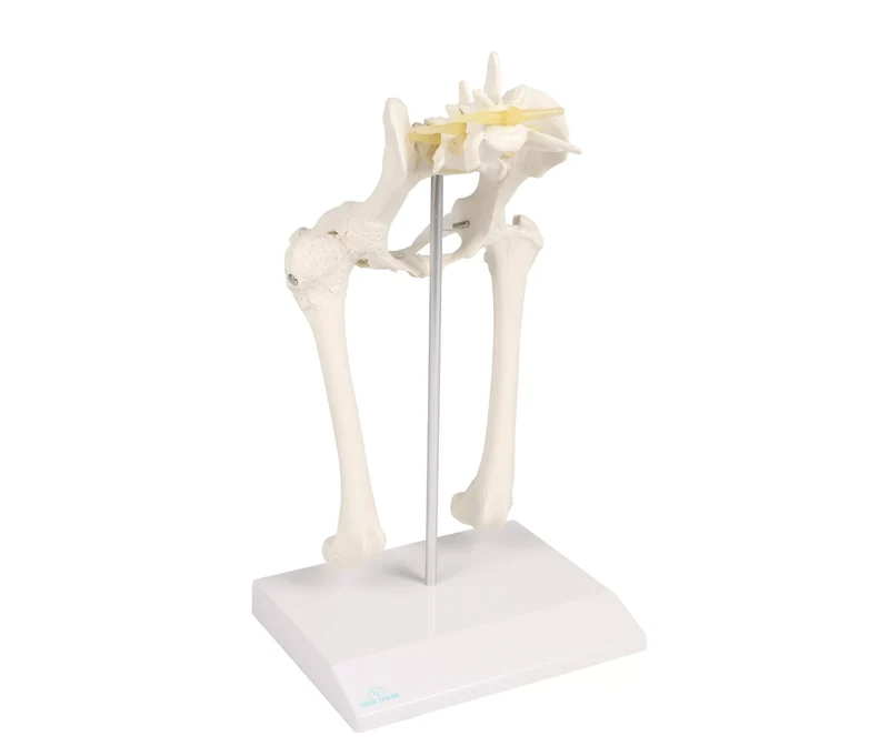 Hundehüftgelenk Modell gesund & arthrotisch