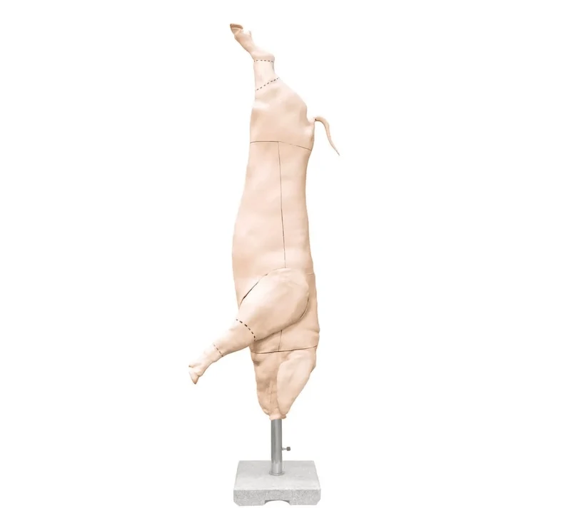 Schweinehalbkadaver Modell lebensgroß DLG