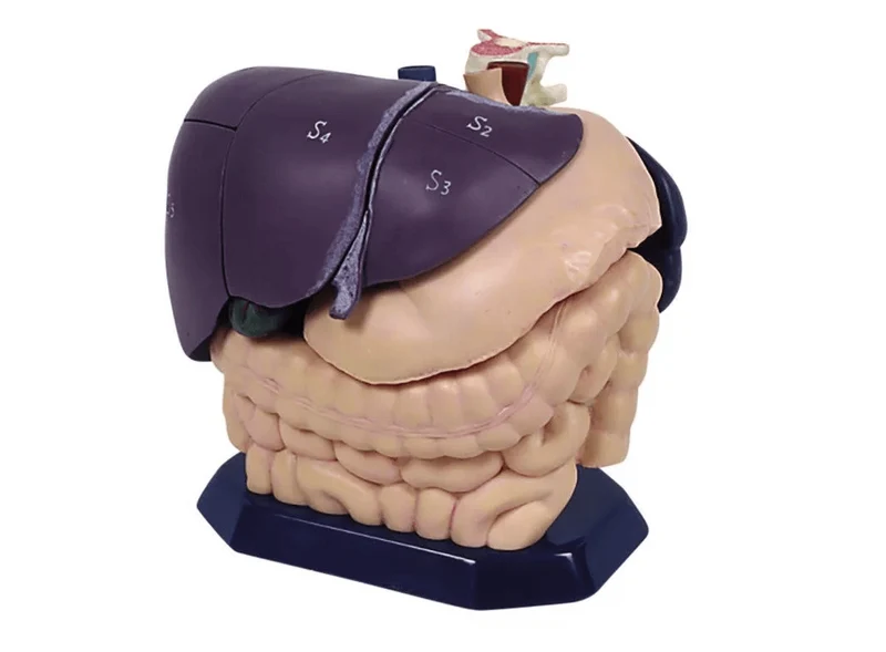 Anatomisches Modell für Ultraschallausbildung