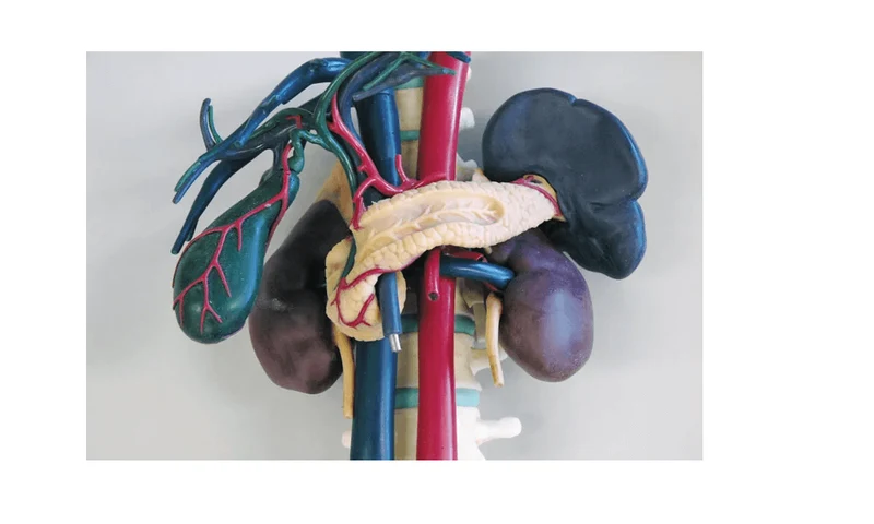 Anatomisches Modell für Ultraschallausbildung