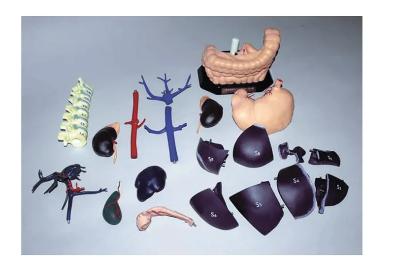Anatomisches Modell für Ultraschallausbildung