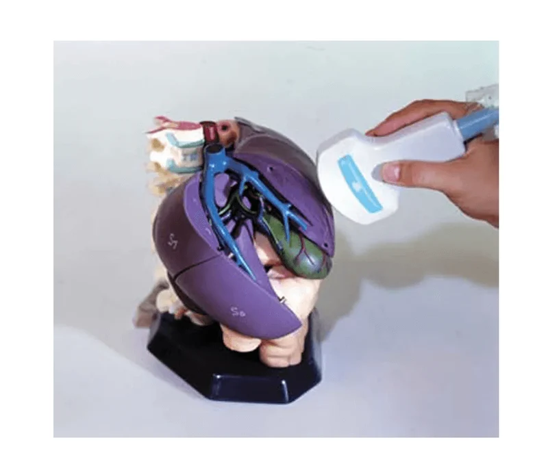 Anatomisches Modell für Ultraschallausbildung