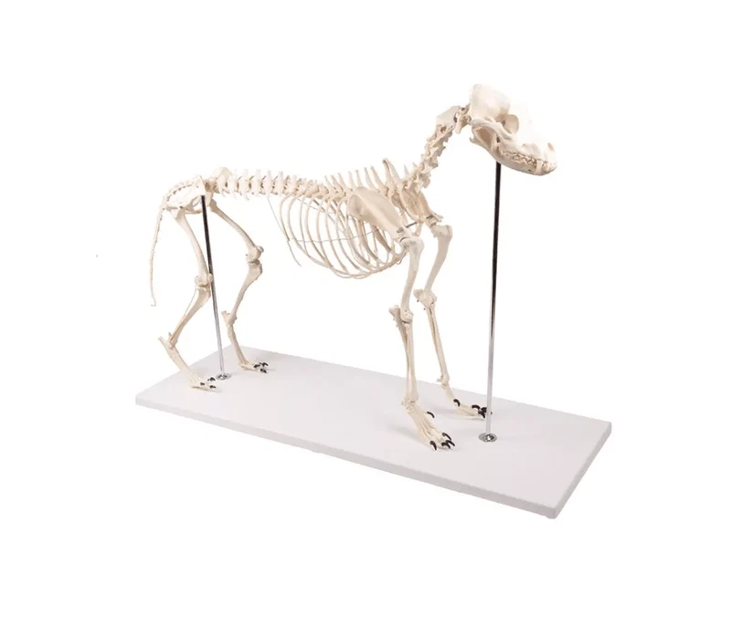 Hundeskelett "Olaf", natürliche Größe