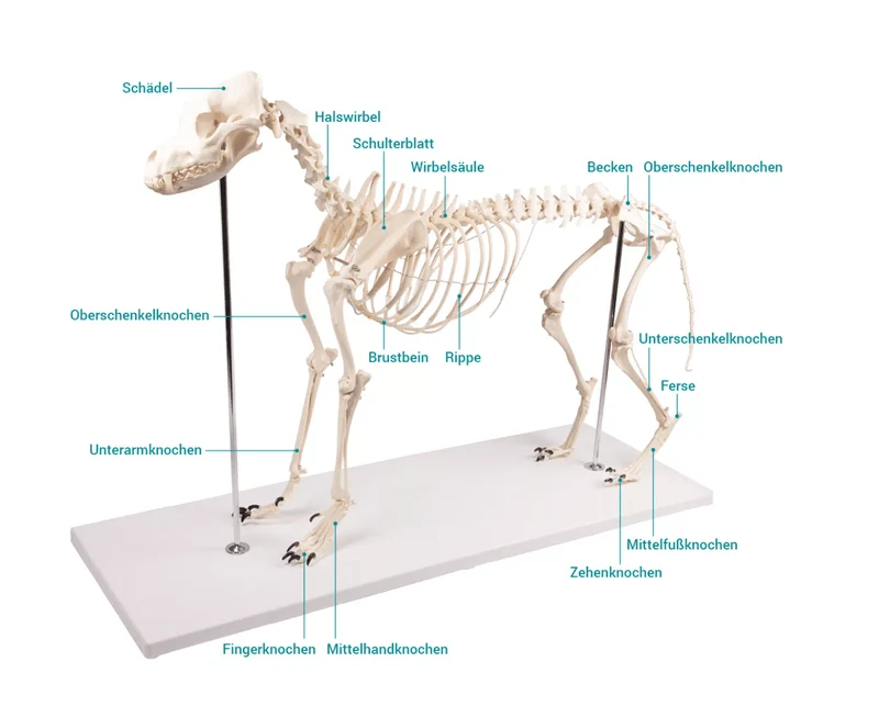 Hundeskelett "Olaf", natürliche Größe