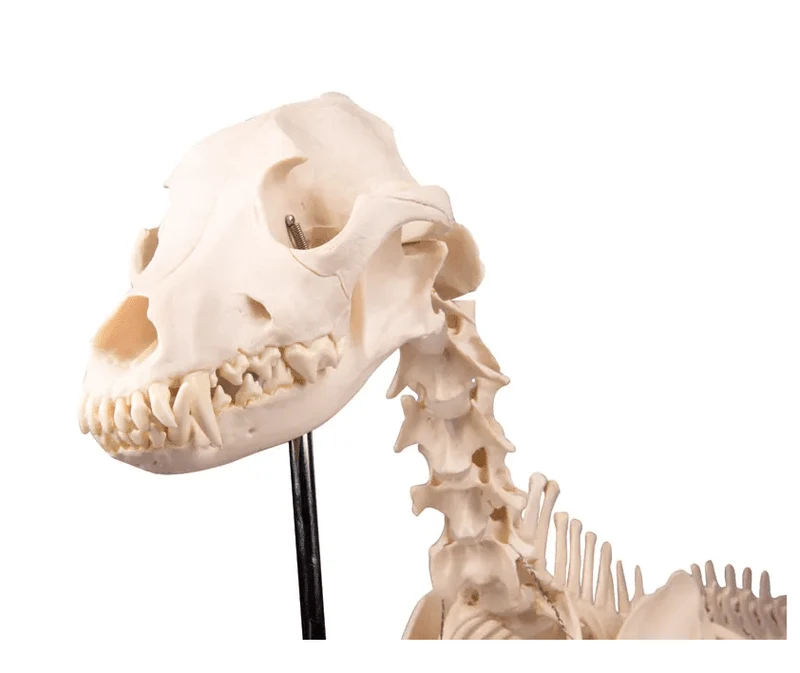 Hundeskelett "Olaf", natürliche Größe