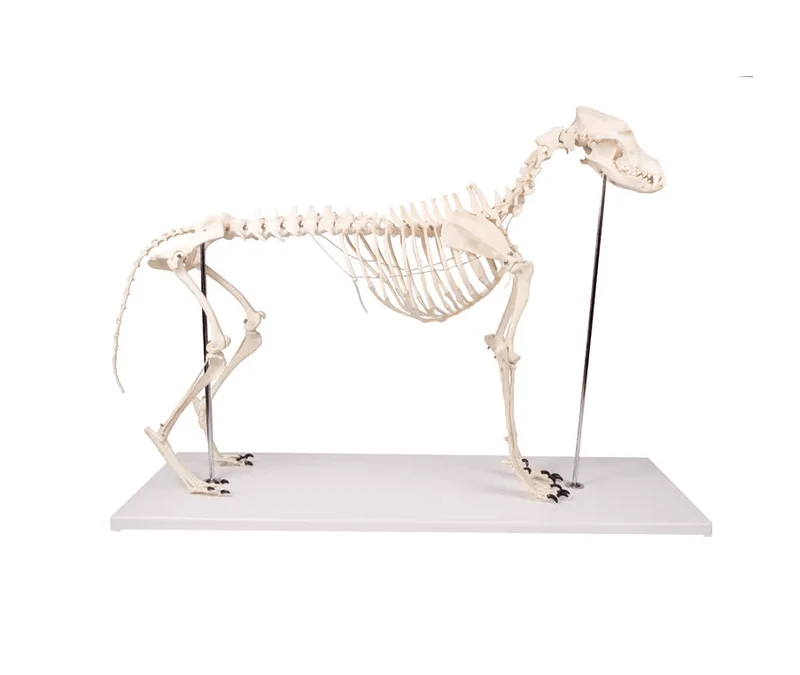 Hundeskelett "Olaf", natürliche Größe