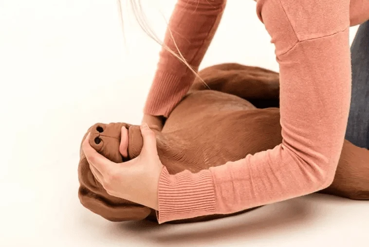 HLW Übungshund CasPeR