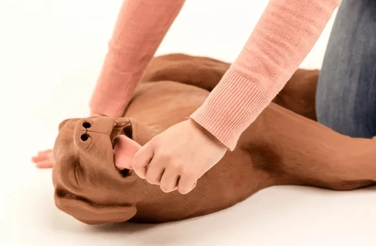 HLW Übungshund CasPeR