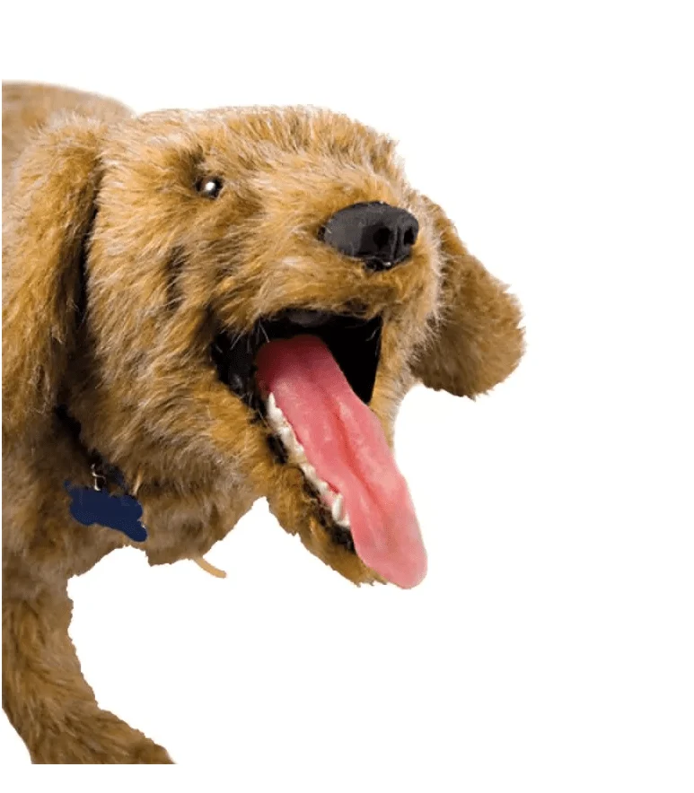 Jerry Übungspuppe für Erste Hilfe am Hund