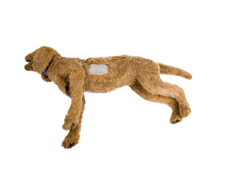 Hunde-Thorakozentese Trainer für Thoraxdrainage