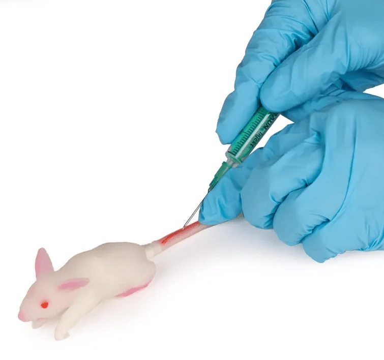 Simulationsmodell Maus