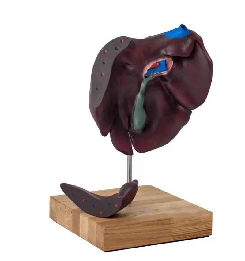 Modell der Leberstruktur von Schwein, Rind & Pferd