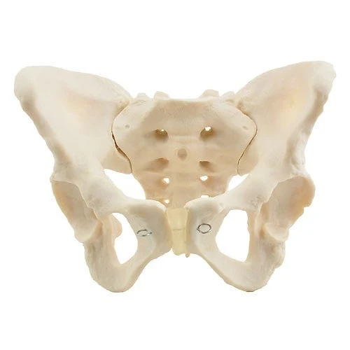 Weibliches knöchernes Beckenmodell