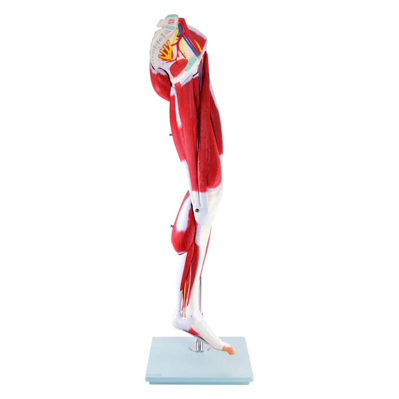 Modell der Beinmuskulatur