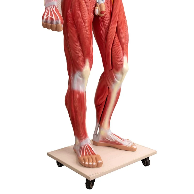 Zerlegbares Human-Modell
