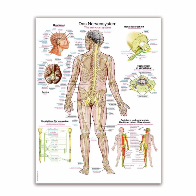 Lehrtafel Das Nervensystem