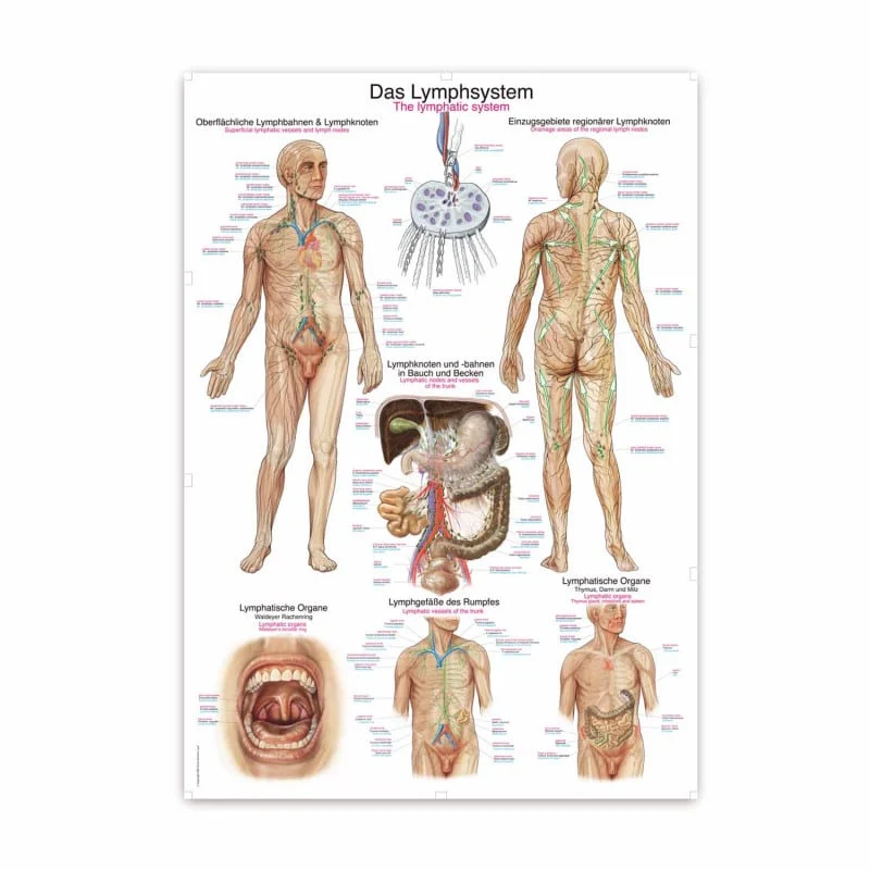 Lehrtafel Das Lymphsystem