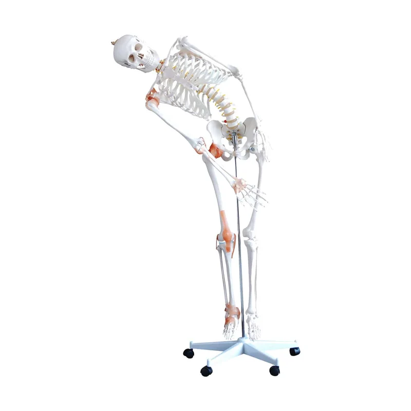 Flexibles Skelettmodell