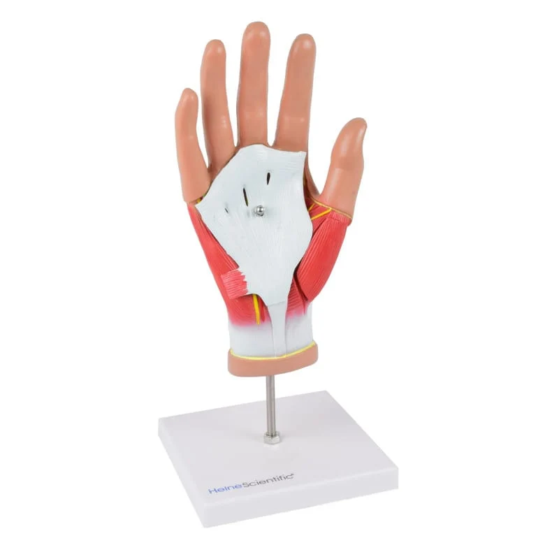 4-teiliges Handmodell