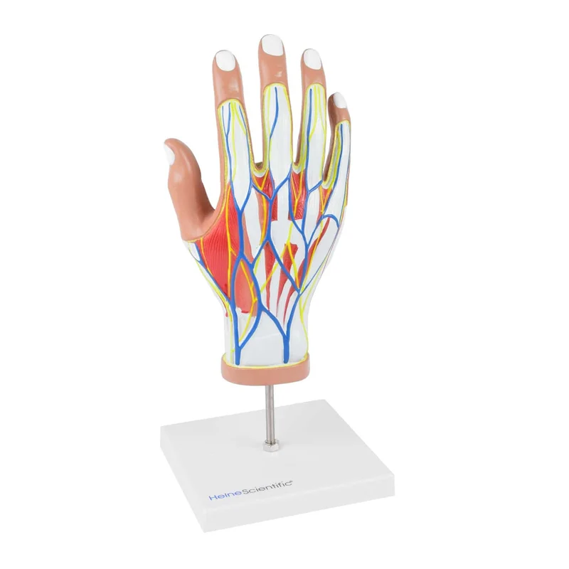 4-teiliges Handmodell