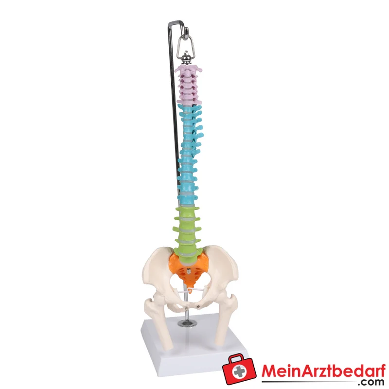 Erler-Zimmer Flexible Miniaturwirbelsäule, didaktisch